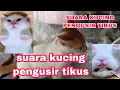 Download Lagu suara kucing pengusir tikus
