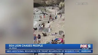 Sea lion chases people at La Jolla Cove
