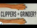 You Might Be Using The WRONG Tool For Dog Nail Trimming