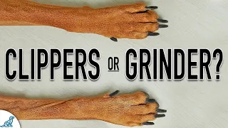 You Might Be Using The WRONG Tool For Dog Nail Trimming