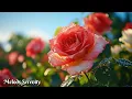 Download Lagu Самая красивая музыка для сердца🌺Слушайте и чувствуйте умиротворение🌿Сергей Грищук #4