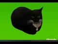 maxwell cat green screen