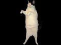 Funny cat gif