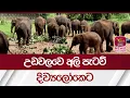 Download Lagu උඩවලවෙ අලි පැටව් දිව්‍යලෝකෙට | Rupavahini News
