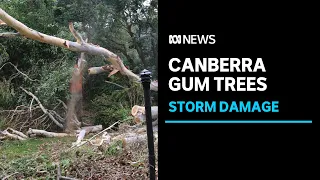 Debate over gum trees in Canberra peaks one week after damaging thunderstorm ABC NEWS