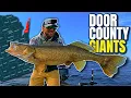 CRUSHING BIG Door County Walleyes on the BEST Summer Walleye Lure