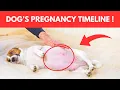 How Long A Dog Pregnant - Dog Pregnancy Signs