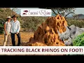 Download Lagu Tracking Black Rhinos On Foot At Saruni Rhino Lodge In Kenya