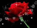 Rose animated