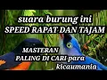 Download Lagu mantenan vs rambatan || masteran andalan burung juara #mantenangununggacor #mantenanvsrambatan
