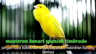 Download MASTERAN KENARI SPANISH TIMBRADO DENGAN JEDA 3-5 MENIT #kenarimania #kenarimaniaindonesia MP3