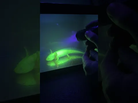 Something Crazy Happened To My Axolotl