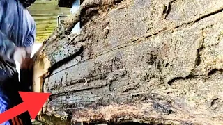 wujud misterius jati pendem purbakala usia 70 tahun ditawar 100jt digergaji papan sawmill