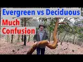 Evergreen vs Deciduous Most People are So Confused