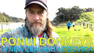 Sailing to Ponui Island to See it’s Feral Donkeys & Visiting Rotoroa Island / SY RaLa &@ednanovak