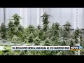 Michigan dispensaries welcome federal reclassification of medical marijuana