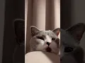 Lagu Huh? Wat gebeurd er? 🤔 #shorts #short #cat #cats #cute #funnycats #funny #britishshorthair #katze