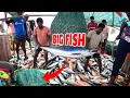 Lagu GIANT CATCH! | Biggest Catch Ever | Fisherman's DREAM Catch! | Kadal Tv