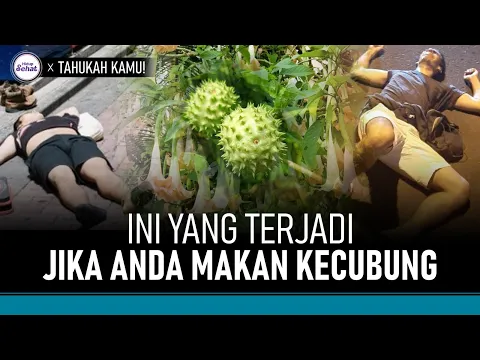 Heboh Fenomena Mabuk Kecubung, Ternyata Ini Efek Sampingnya