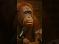 Download Lagu TIKUS RAKUS SERAKAH MENGAMBIL UANG RAKYAT #shorts #tikus #rakus #serakah #rakyat #uang #trending