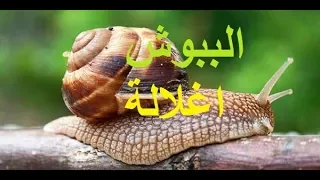 الحلزون أو الببوش أو أغلالة معلومات ناذرة عن هذا المخلوق العجيب الموجود بكثرة خاصة في المغرب  الحلزون أو الببوش أو أغلالة معلومات ناذرة عن هذا المخلوق العجيب الموجود بكثرة خاصة في المغرب