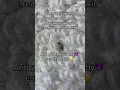 Bugs that can cause an allergic reaction to your skin Carpet Beetles