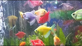 The ECQ BLOOMS garden is live!