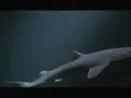 Mystery - Sharks Missing at Seattle Aquarium