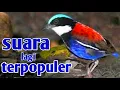 Download Lagu MASTERAN UNTUK BURUNG FIGHTER pas buat masteran dengan suara terpopuler
