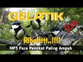 Download Lagu Suara pikat Gelatik Batu Ribut ,Paling Banyak Digunakan Pemikat Suhu,Paling jitu Gelatik Anakan.