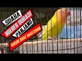 Lagu Lovebird ngekek panjang durasi 1 menit | cocok buat pancingan lovebird macet