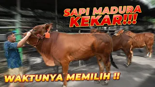 janji tahun lalu gw bakal pilih diantara 3 sapi madura gagah ini 
