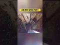 Can Bees Sense Fear