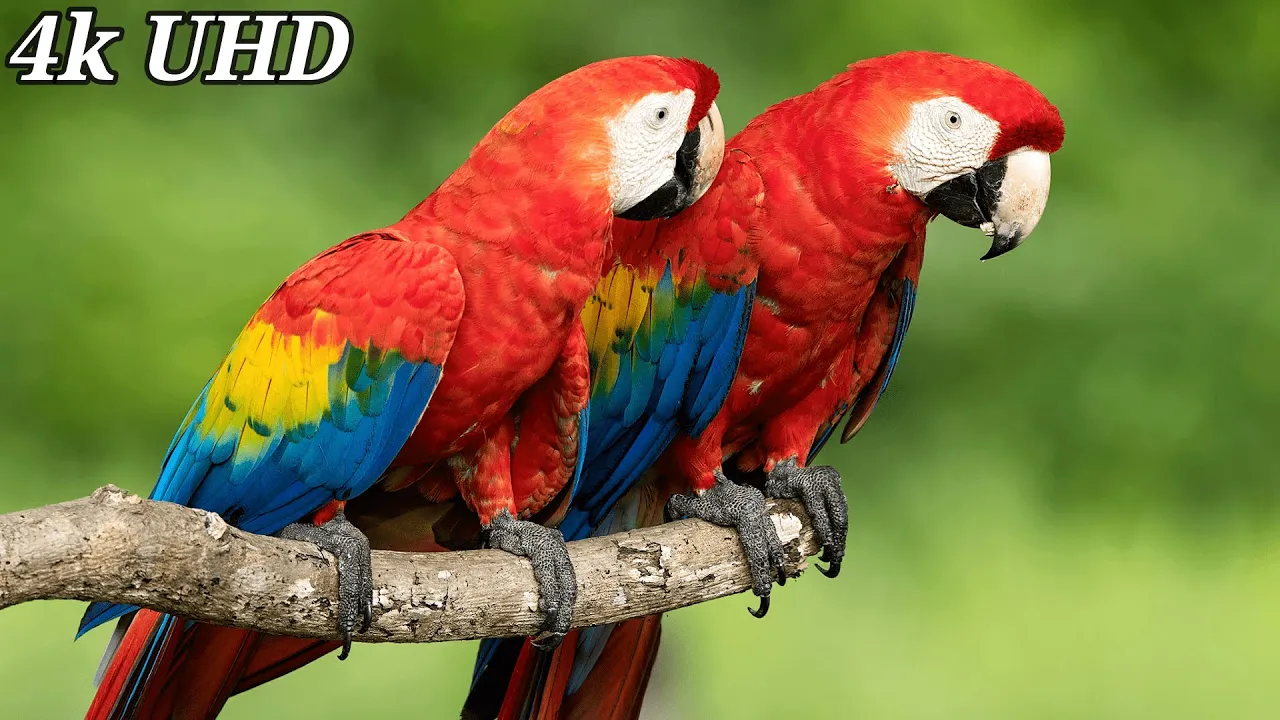 (4K) Breathtaking Colorful Birds of the Rainforest, Wildlife Nature Video & Jungle Sounds 3 Hours.
