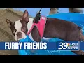 Pets Rock Fest coming to town for West Tennessee s dogs cats