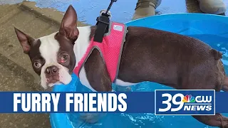 Pets Rock Fest coming to town for West Tennessee s dogs cats
