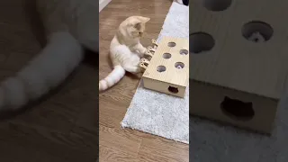 لعبة للقطط كيووووت وجمال 