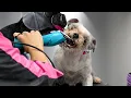 Download Lagu Aggressive Rescue Dog Tries to Bite Me During Grooming Transformation