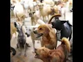 Download Lagu Dog Barking Sound