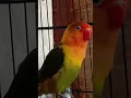 masteran birahi bunyi lovebird jantan#short