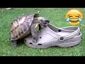 Download Lagu FUNNIEST TURTLES - Cute And Funny Turtle / Tortoise Videos Compilation [BEST OF 🐢]