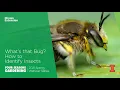 What s That Bug How to Identify Insects