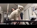 How i groom my pomapoo in house and reaction when i take a of him