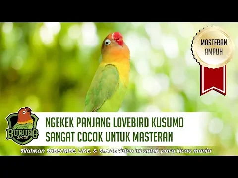Download MP3 Ngekek Panjang Lovebird Kusumo Sangat Cocok Untuk Masteran