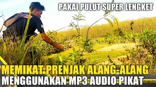 Download Memikat prenjak alang-alang Menggunakan mp3 suara pikat prenjak alang-alang MP3