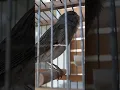 Lagu Blue Spanish Timbrado Canary short  #canary #birds #birdsounds #canarybirdsinging