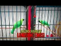 Download Lagu CUCAK IJO TARUNG BONGKAR ISIAN BAJING KEKES
