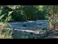Peaceful Australian River Sounds 🌿 3 Hours of Natural Water Flow for Relaxation, Sleep & Study