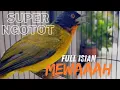 Download Lagu Kutilang Emas Super Ngotot Full Isian Mewah