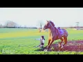 Stutter (Horsey youtuber fails/falls)